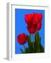 Tulip-George Oze-Framed Photographic Print