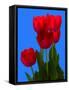 Tulip-George Oze-Framed Stretched Canvas