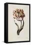 Tulip-Thomas Parkinson-Framed Stretched Canvas