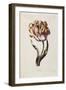 Tulip-Thomas Parkinson-Framed Giclee Print