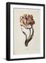 Tulip-Thomas Parkinson-Framed Giclee Print