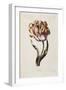 Tulip-Thomas Parkinson-Framed Giclee Print