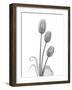 Tulip-Albert Koetsier-Framed Art Print