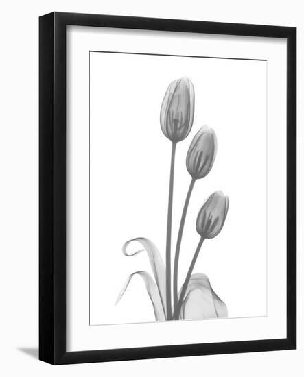 Tulip-Albert Koetsier-Framed Art Print