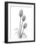 Tulip-Albert Koetsier-Framed Art Print