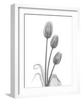 Tulip-Albert Koetsier-Framed Art Print