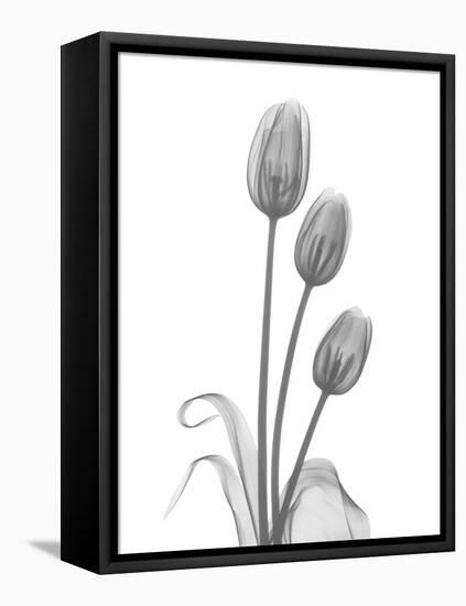 Tulip-Albert Koetsier-Framed Stretched Canvas