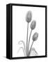 Tulip-Albert Koetsier-Framed Stretched Canvas