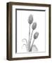 Tulip-Albert Koetsier-Framed Art Print