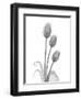 Tulip-Albert Koetsier-Framed Art Print