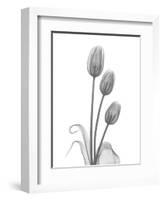 Tulip-Albert Koetsier-Framed Art Print