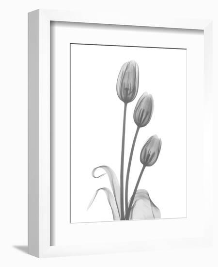 Tulip-Albert Koetsier-Framed Art Print