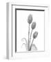 Tulip-Albert Koetsier-Framed Art Print