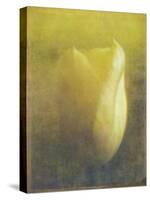 Tulip-Johan Lilja-Stretched Canvas