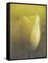 Tulip-Johan Lilja-Framed Stretched Canvas