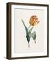 Tulip-Valentine Bartholomew-Framed Giclee Print