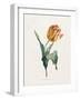Tulip-Valentine Bartholomew-Framed Giclee Print