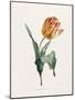 Tulip-Valentine Bartholomew-Mounted Giclee Print