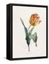 Tulip-Valentine Bartholomew-Framed Stretched Canvas