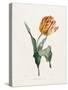 Tulip-Valentine Bartholomew-Stretched Canvas