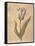 Tulip-Virginia Huntington-Framed Stretched Canvas