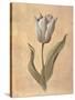 Tulip-Virginia Huntington-Stretched Canvas