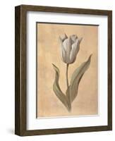 Tulip-Virginia Huntington-Framed Art Print