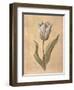 Tulip-Virginia Huntington-Framed Art Print