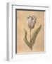 Tulip-Virginia Huntington-Framed Art Print