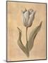 Tulip-Virginia Huntington-Mounted Art Print