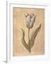 Tulip-Virginia Huntington-Framed Art Print