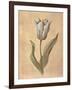 Tulip-Virginia Huntington-Framed Art Print