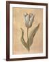 Tulip-Virginia Huntington-Framed Art Print