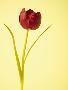 Laminate