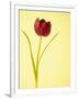 Gramercy White
