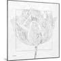 Tulipa 1-Diane Stimson-Mounted Art Print