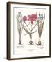 Tulipa 2: Tulips-Basil Besler-Framed Giclee Print