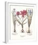 Tulipa 2: Tulips-Basil Besler-Framed Giclee Print