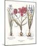 Tulipa 2: Tulips-Basil Besler-Mounted Giclee Print