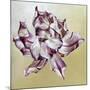 Tulipa, 2013-Odile Kidd-Mounted Giclee Print