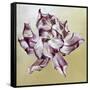 Tulipa, 2013-Odile Kidd-Framed Stretched Canvas