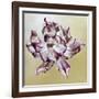 Tulipa, 2013-Odile Kidd-Framed Giclee Print