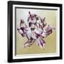Tulipa, 2013-Odile Kidd-Framed Giclee Print