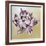 Tulipa, 2013-Odile Kidd-Framed Giclee Print