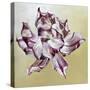 Tulipa, 2013-Odile Kidd-Stretched Canvas