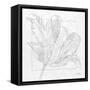 Tulipa 2-Diane Stimson-Framed Stretched Canvas