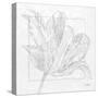 Tulipa 2-Diane Stimson-Stretched Canvas