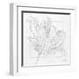 Tulipa 2-Diane Stimson-Framed Art Print