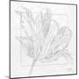 Tulipa 2-Diane Stimson-Mounted Art Print