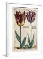 Tulipa Adriani Bilsi and Tulipa Nob Viri Johan a Seulen, from 'Hortus Floridus', Published C.1614-Crispin II de Passe-Framed Giclee Print